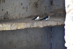 Hirundo smithii