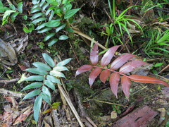 Blechnum cordatum