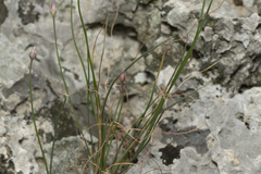 Allium junceum junceum