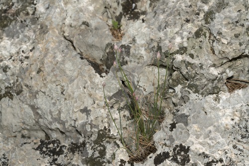 Image of Allium junceum by (c) Eleftherios Katsillis, some rights reserved (CC BY)
