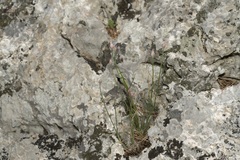 Allium junceum junceum