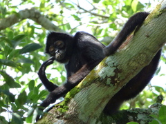 Ateles geoffroyi vellerosus