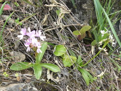 Orchis olbiensis