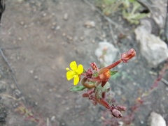 Camissoniopsis lewisii