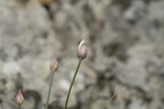 Allium junceum junceum