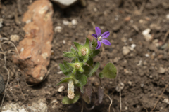 Campanula rhodensis