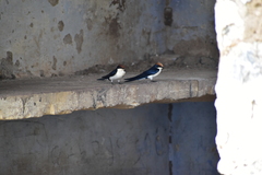 Hirundo smithii