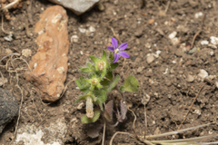Campanula rhodensis
