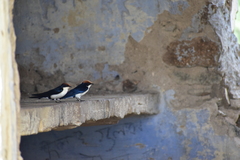 Hirundo smithii