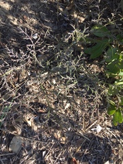 Pelargonium multiradiatum