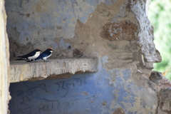 Hirundo smithii