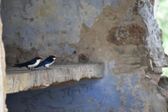 Hirundo smithii