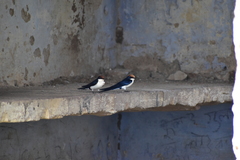 Hirundo smithii