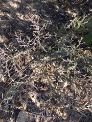 Pelargonium multiradiatum