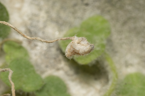 Image of Cymbalaria acutiloba by (c) Eleftherios Katsillis, some rights reserved (CC BY)