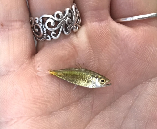 Subspecies Oligoplites saurus saurus · iNaturalist United Kingdom