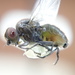 Euhexomyza schineri - Photo (c) Eric Knopf,  זכויות יוצרים חלקיות (CC BY-NC), הועלה על ידי Eric Knopf