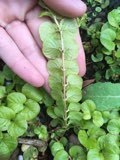 Lysimachia nummularia