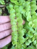 Lysimachia nummularia