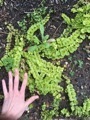 Lysimachia nummularia