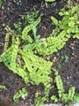 Lysimachia nummularia
