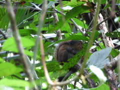 Sciurus deppei