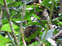 Sciurus deppei