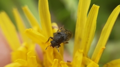 Brachyleptus