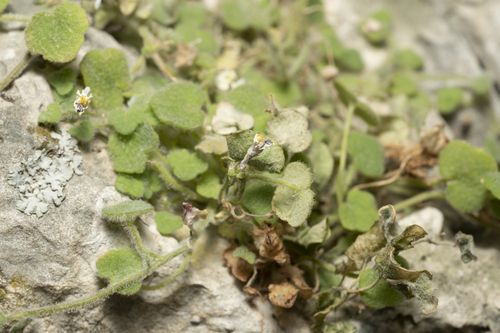 Image of Cymbalaria acutiloba by (c) Eleftherios Katsillis, some rights reserved (CC BY)