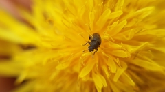 Brachyleptus