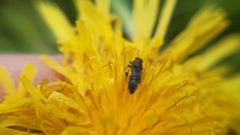 Brachyleptus