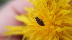 Brachyleptus