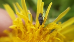 Brachyleptus