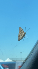 Apaturinae