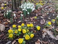 Eranthis