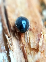 Scymnus rubromaculatus