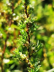 Cliffortia filifolia