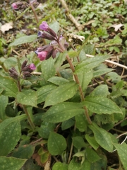 Pulmonaria saccharata