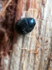 Scymnus rubromaculatus