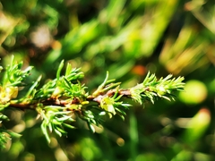 Cliffortia filifolia