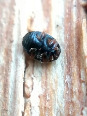 Scymnus rubromaculatus