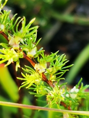 Cliffortia filifolia