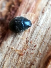Scymnus rubromaculatus