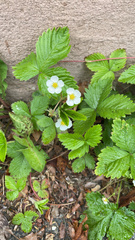 Fragaria vesca