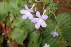 Streptocarpus polyanthus