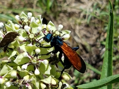 Pepsis grossa