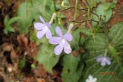 Streptocarpus polyanthus