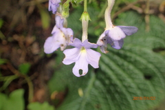 Streptocarpus polyanthus