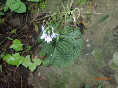 Streptocarpus polyanthus