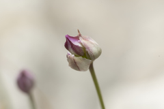 Allium junceum junceum